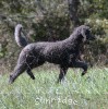 A photo of Sunridge Midnight Warrior, a blue standard poodle