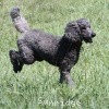 A photo of Sunridge Midnight Warrior, a blue standard poodle