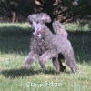 A photo of Sunridge Midnight Warrior, a blue standard poodle