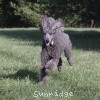 A photo of Sunridge Midnight Warrior, a blue standard poodle