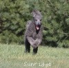 A photo of Sunridge Midnight Warrior, a blue standard poodle