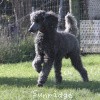 A photo of Sunridge Midnight Warrior, a blue standard poodle