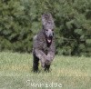 A photo of Sunridge Midnight Warrior, a blue standard poodle