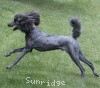 A photo of Sunridge Midnight Warrior, a blue standard poodle