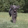 A photo of Sunridge Midnight Warrior, a blue standard poodle