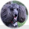 A photo of Sunridge Midnight Warrior, a blue standard poodle