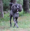 A photo of Sunridge Midnight Warrior, a blue standard poodle