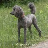 A photo of Sunridge Midnight Warrior, a blue standard poodle