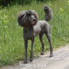 A photo of Sunridge Midnight Warrior, a blue standard poodle