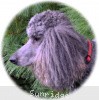 A photo of Sunridge Midnight Warrior, a blue standard poodle