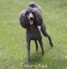 A photo of Sunridge Midnight Warrior, a blue standard poodle