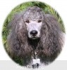 A photo of Sunridge Midnight Warrior Prince, a silver standard poodle