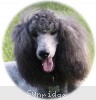 A photo of Sunridge Midnight Warrior Prince, a silver standard poodle