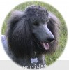 A photo of Sunridge Midnight Warrior Prince, a silver standard poodle