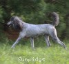 A photo of Sunridge Midnight Warrior Prince, a silver standard poodle