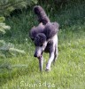 A photo of Sunridge Midnight Warrior Prince, a silver standard poodle