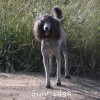 A photo of Sunridge Midnight Warrior Prince, a silver standard poodle