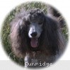 A photo of Sunridge Midnight Warrior Prince, a silver standard poodle