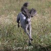 A photo of Sunridge Midnight Warrior Prince, a silver standard poodle