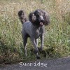 A photo of Sunridge Midnight Warrior Prince, a silver standard poodle