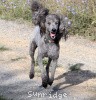 A photo of Sunridge Midnight Warrior Prince, a silver standard poodle