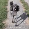 A photo of Sunridge Midnight Warrior Prince, a silver standard poodle