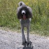 A photo of Sunridge Midnight Warrior Prince, a silver standard poodle