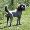 A photo of Sunridge Midnight Warrior Prince, a silver standard poodle