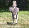 A photo of Sunridge Midnight Warrior Prince, a silver standard poodle