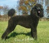 A photo of X. Skye of Sunridge, a blue standard poodle