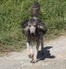 A photo of Sunridge Crystal Princess, a silver standard poodle