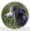 A photo of Sunridge Crystal Princess, a silver standard poodle