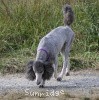 A photo of Sunridge Crystal Princess, a silver standard poodle