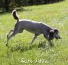 A photo of Sunridge Crystal Princess, a silver standard poodle