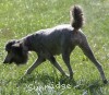 A photo of Sunridge Crystal Princess, a silver standard poodle