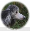 A photo of Sunridge Crystal Princess, a silver standard poodle