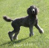 A photo of Sunridge Crystal Princess, a silver standard poodle