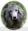 A photo of Sunridge Crystal Princess, a silver standard poodle