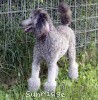 A photo of Sunridge Crystal Princess, a silver standard poodle