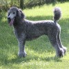 A photo of Sunridge Crystal Princess, a silver standard poodle