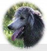 A photo of Sunridge Crystal Princess, a silver standard poodle