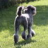 A photo of Sunridge Crystal Princess, a silver standard poodle