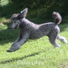 A photo of Sunridge Crystal Princess, a silver standard poodle