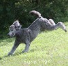 A photo of Sunridge Crystal Princess, a silver standard poodle