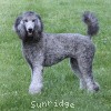 A photo of Sunridge Crystal Princess, a silver standard poodle