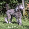 A photo of Sunridge Crystal Princess, a silver standard poodle