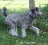 A photo of Sunridge Crystal Princess, a silver standard poodle