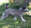 A photo of Sunridge Crystal Princess, a silver standard poodle