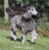 A photo of Sunridge Crystal Princess, a silver standard poodle