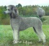 A photo of Sunridge Crystal Vision, a silver standard poodle